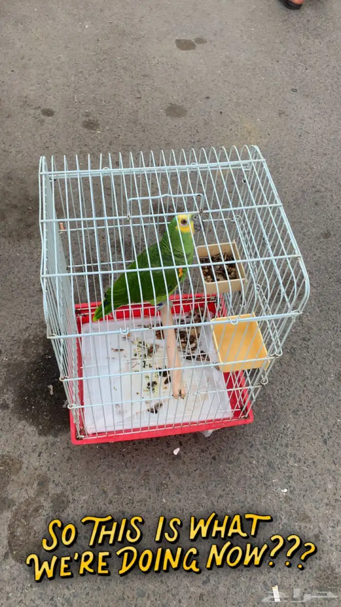 امزوني بلوفرنتد جاكو تم البيع 0