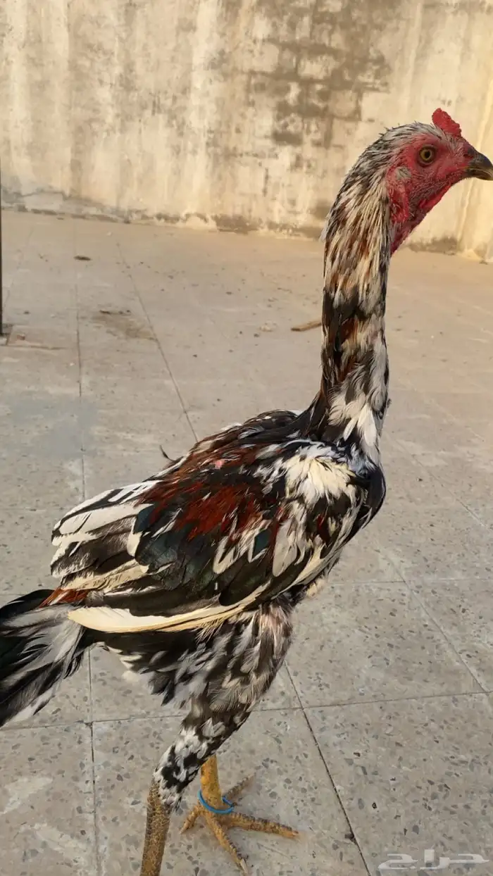 ديك باكستاني سندي 11
