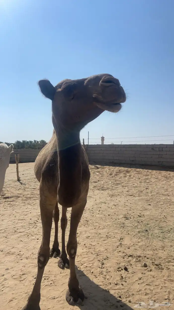 لبيع ناقه رباع 1