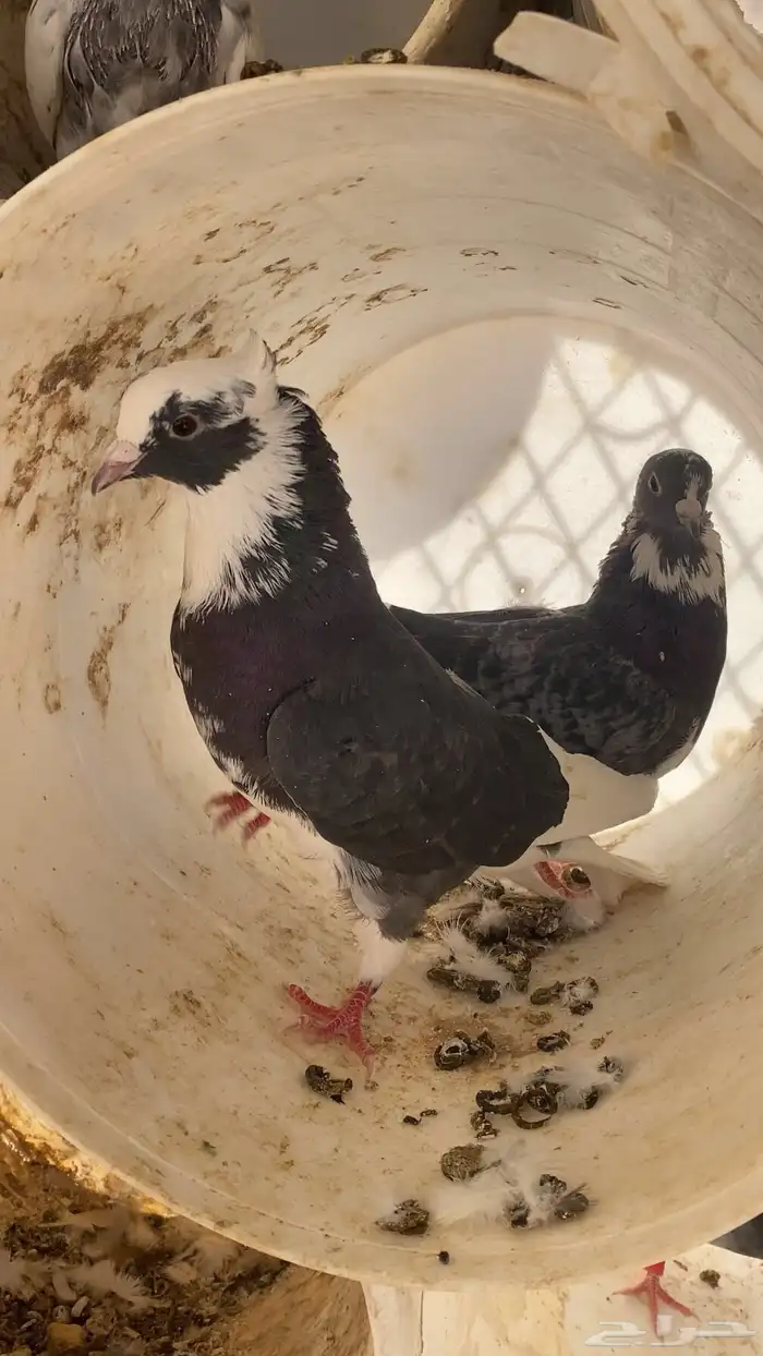 سلام عليكم ورحمة الله وبركاته البيع حمام مشكل 17