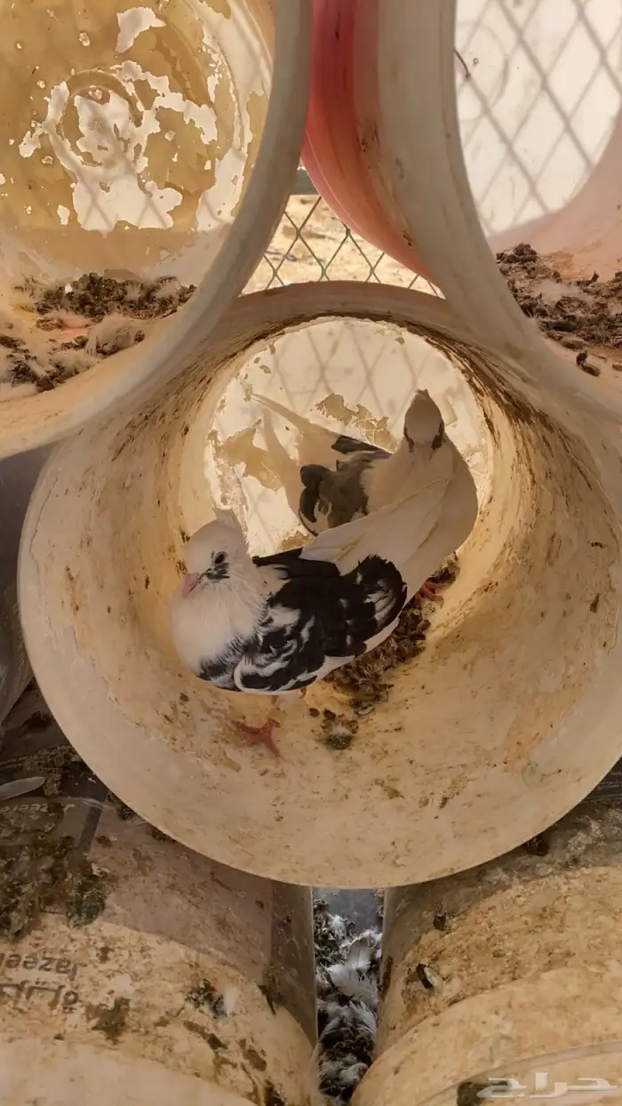 سلام عليكم ورحمة الله وبركاته البيع حمام مشكل 5