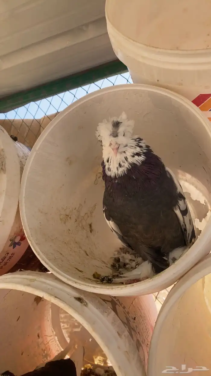 سلام عليكم ورحمة الله وبركاته البيع حمام مشكل 6