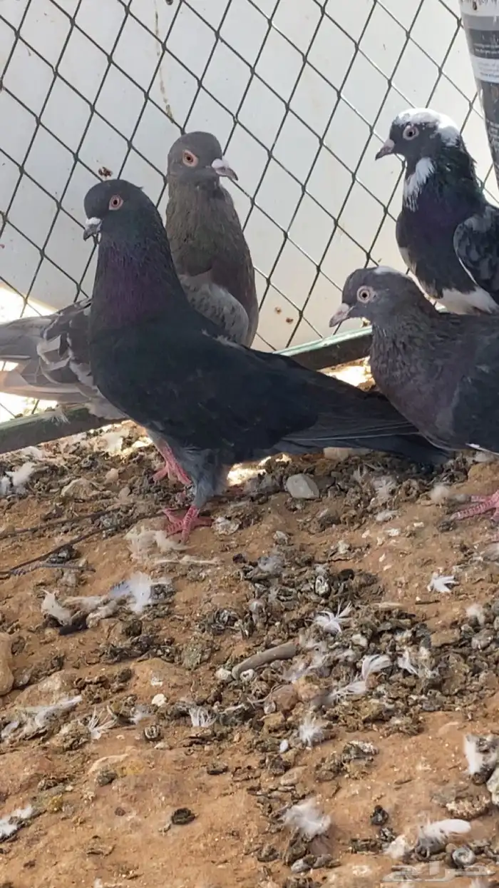 سلام عليكم ورحمة الله وبركاته البيع حمام مشكل 2