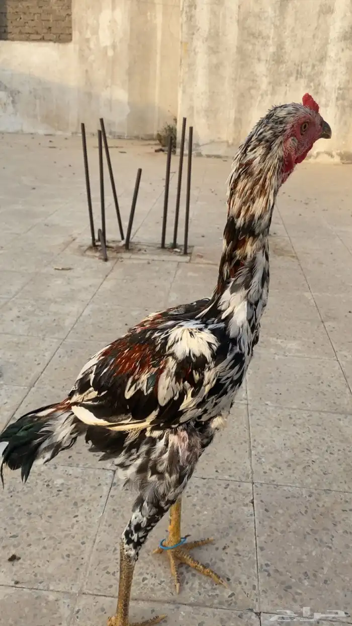 ديك باكستاني سندي 7