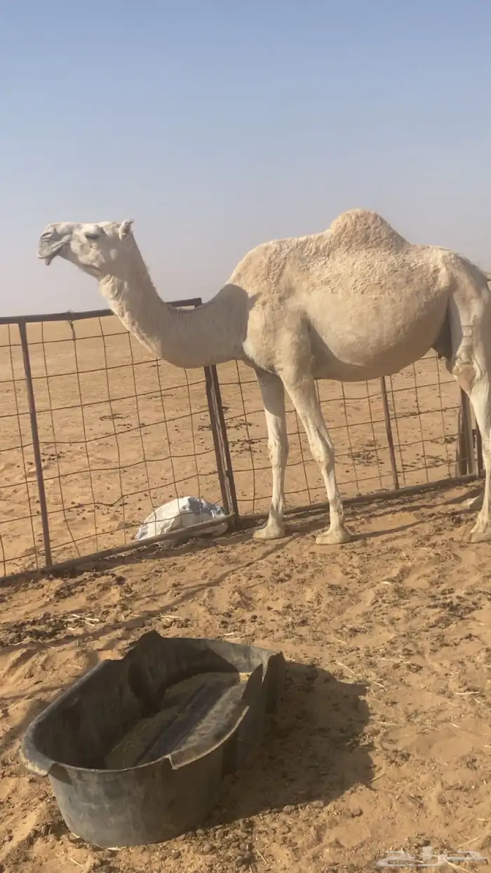 القحه وضحا كفو 3
