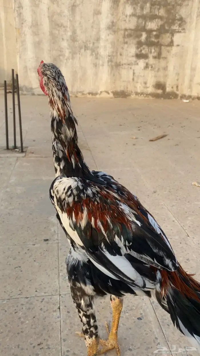 ديك باكستاني سندي 4