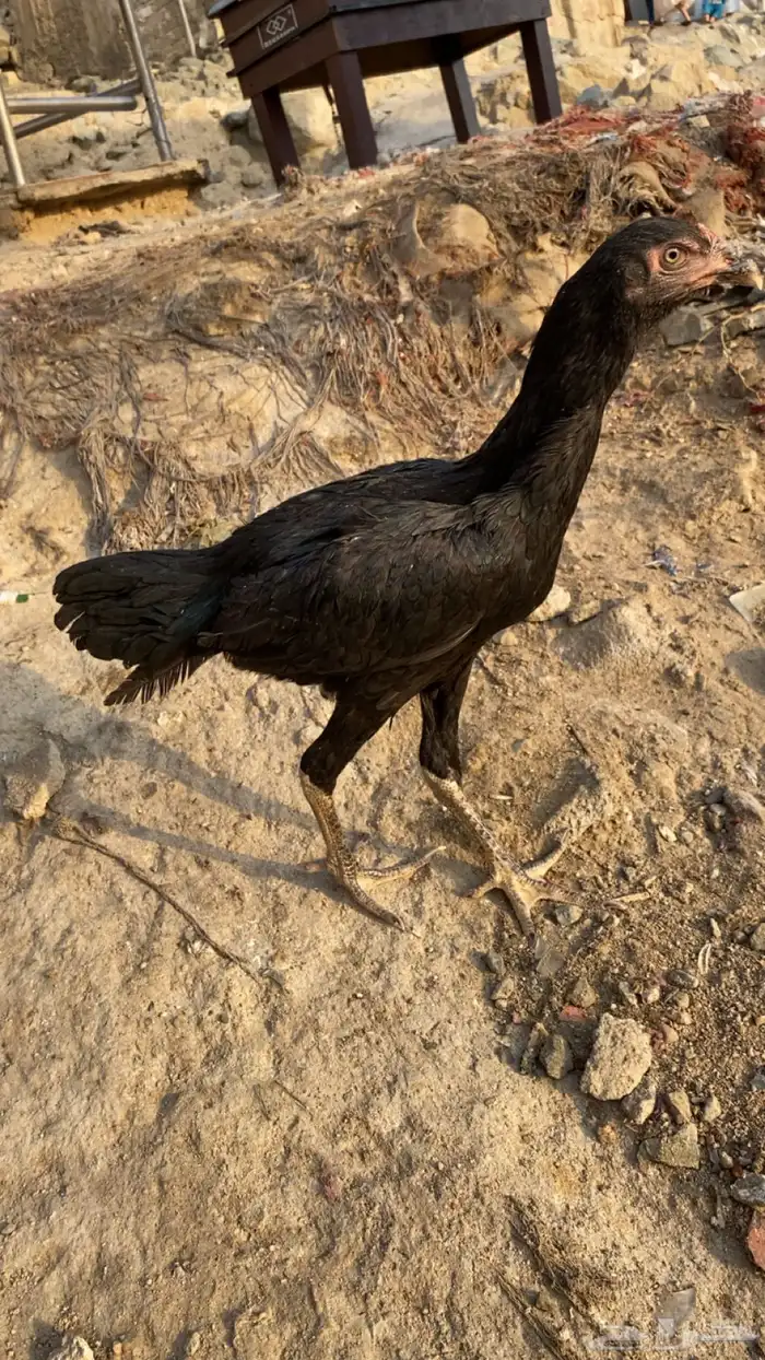 دجاج باكستاني 1