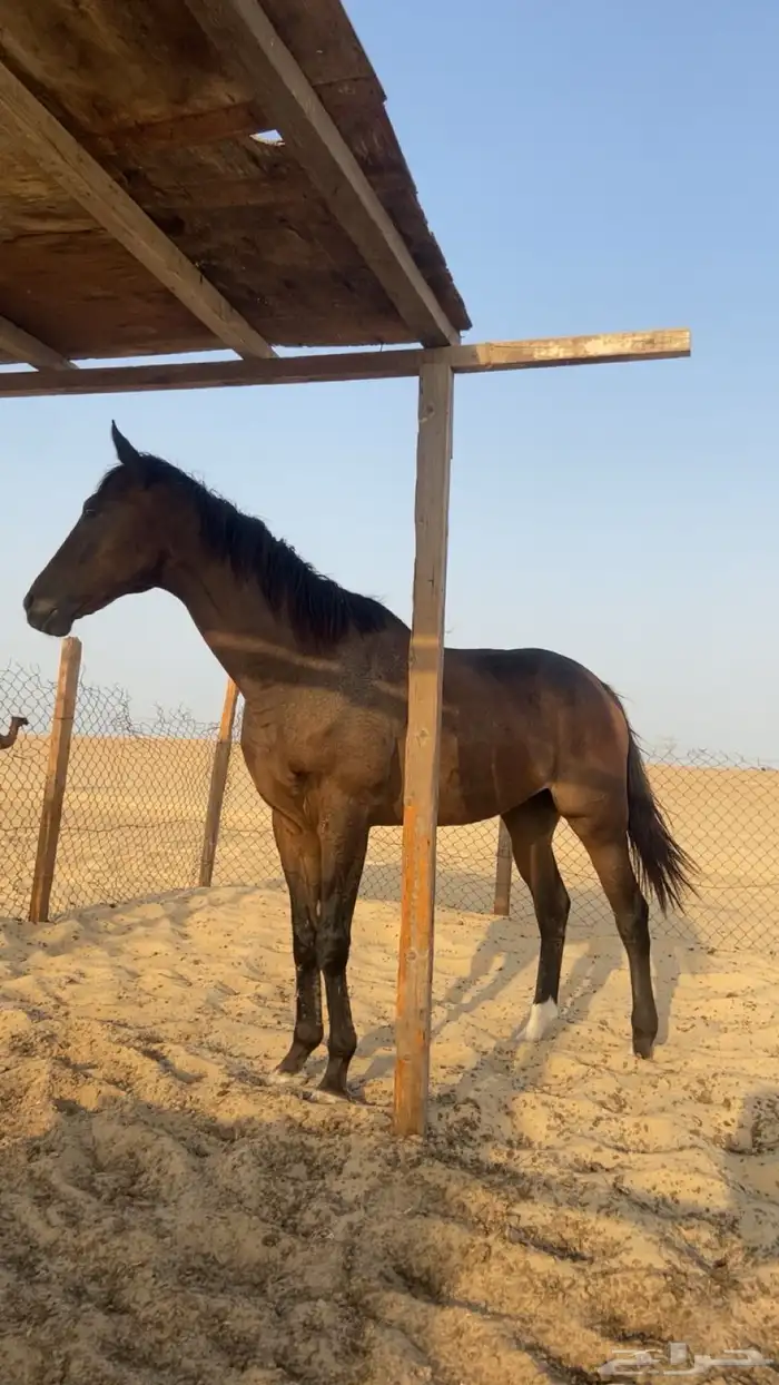 حصان إنجليزي هادي شرط يصلح حق المبتدئين 3