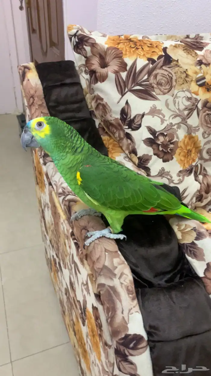 امزوني بلوفرنتد جاكو هدد تم البيع 0