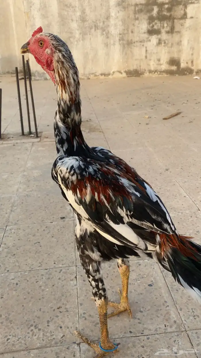 ديك باكستاني سندي 3