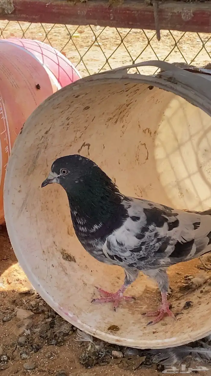 سلام عليكم ورحمة الله وبركاته البيع حمام مشكل 27