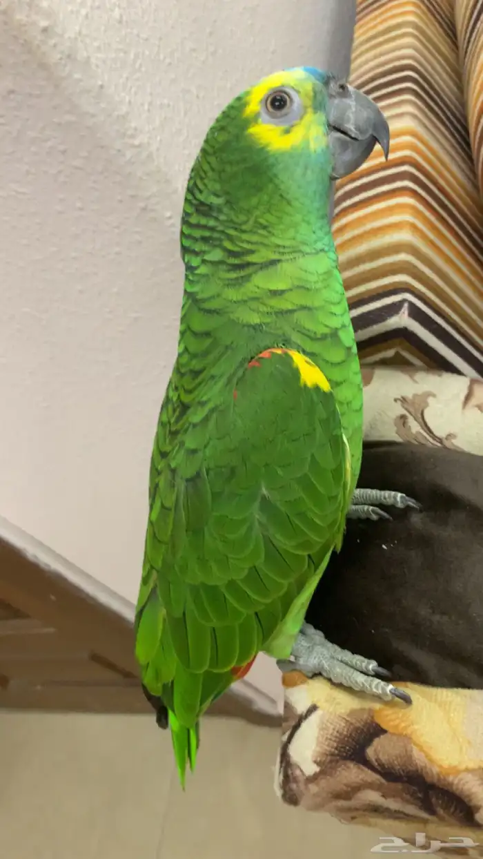 امزوني بلوفرنتد جاكو هدد تم البيع 4