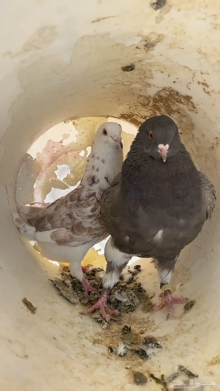 سلام عليكم ورحمة الله وبركاته البيع حمام مشكل 16