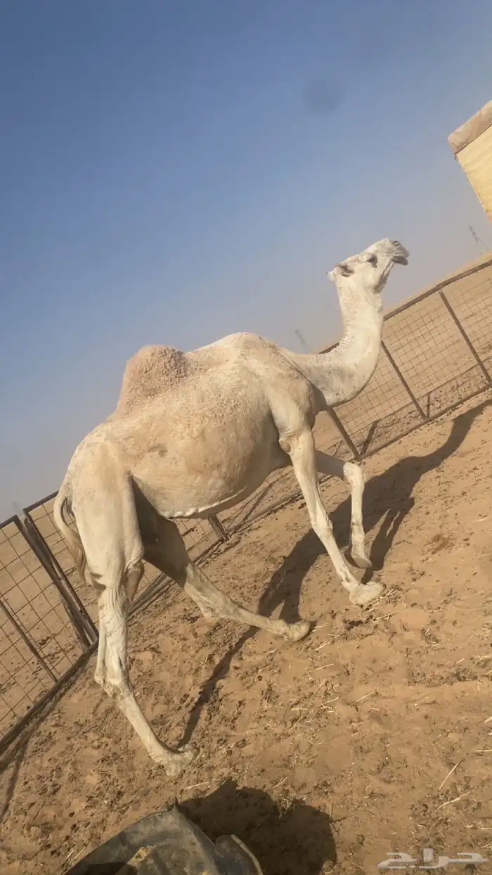 القحه وضحا كفو 2
