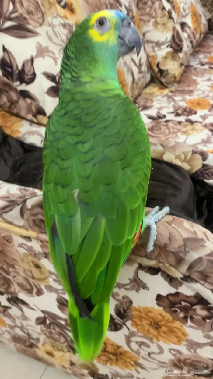 امزوني بلوفرنتد جاكو هدد تم البيع 3