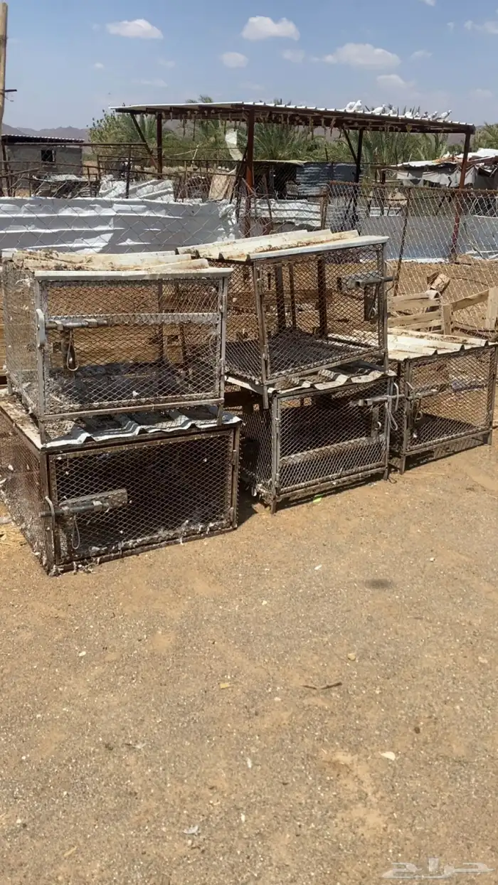 شبوك محاكر 0