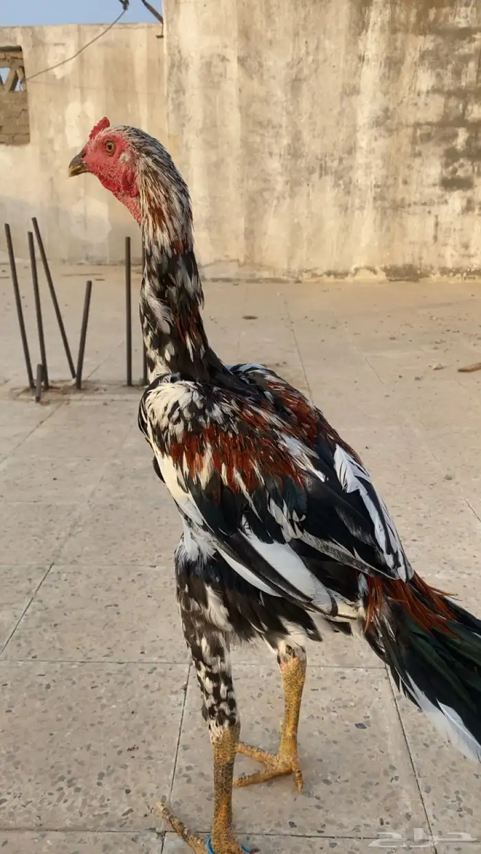 ديك باكستاني سندي 0