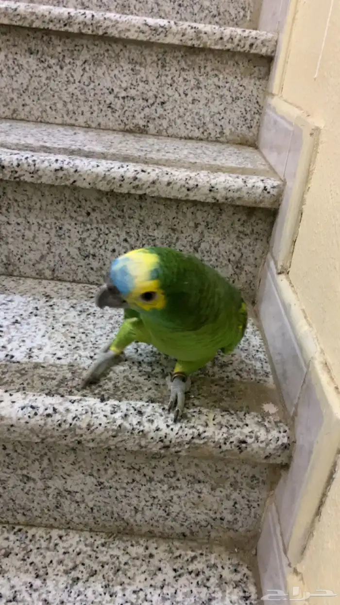 امزوني بلوفرنتد جاكو هدد تم البيع 9