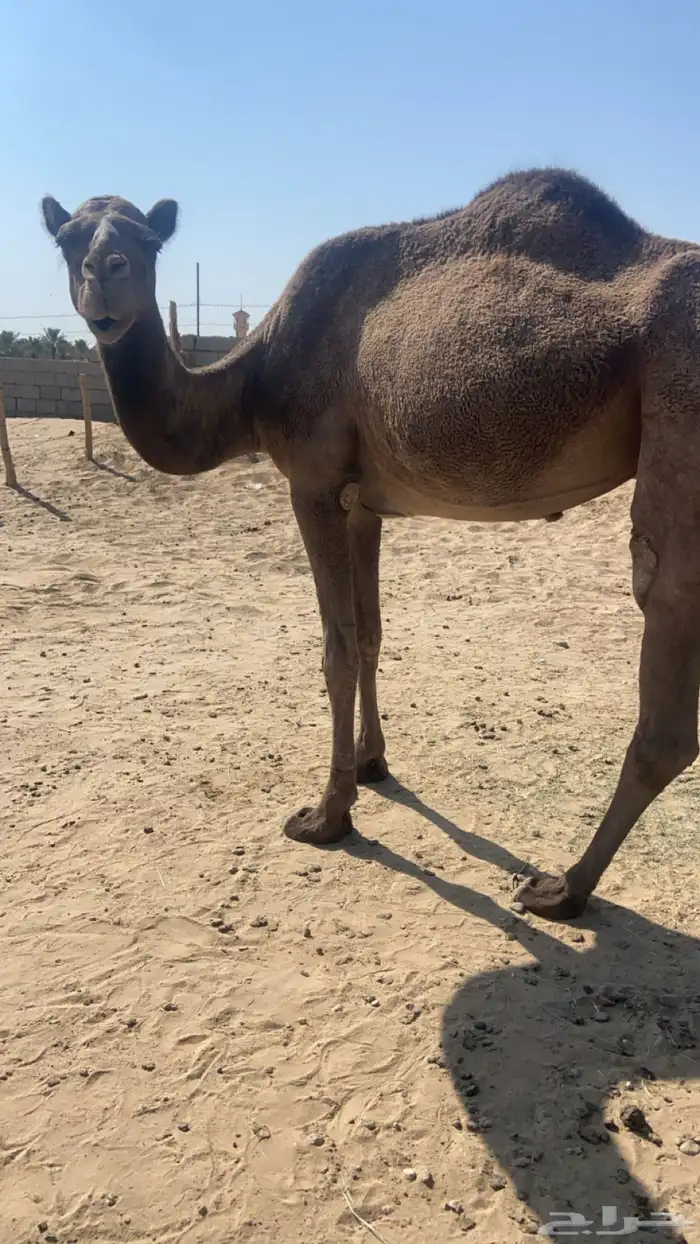 لبيع ناقه رباع 0