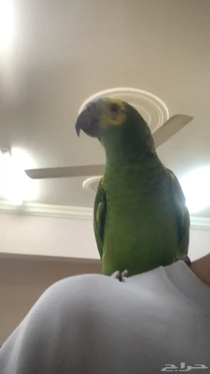 امزوني بلوفرنتد جاكو هدد تم البيع 6