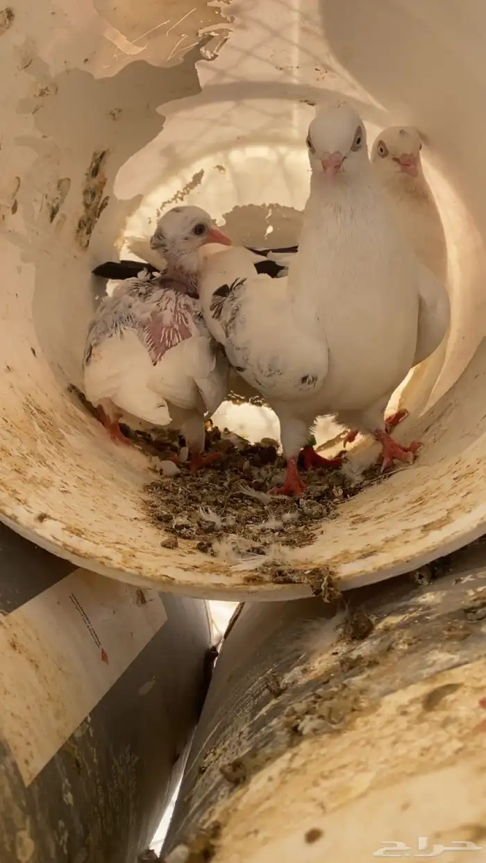 سلام عليكم ورحمة الله وبركاته البيع حمام مشكل 13