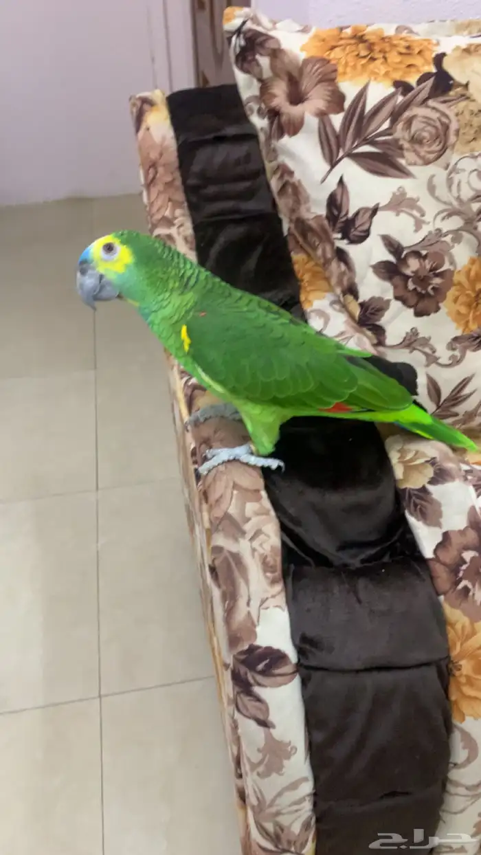 امزوني بلوفرنتد جاكو هدد تم البيع 1