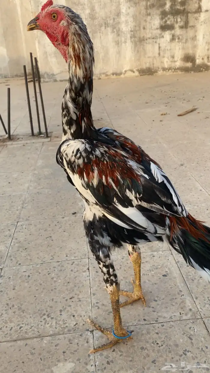 ديك باكستاني سندي 1