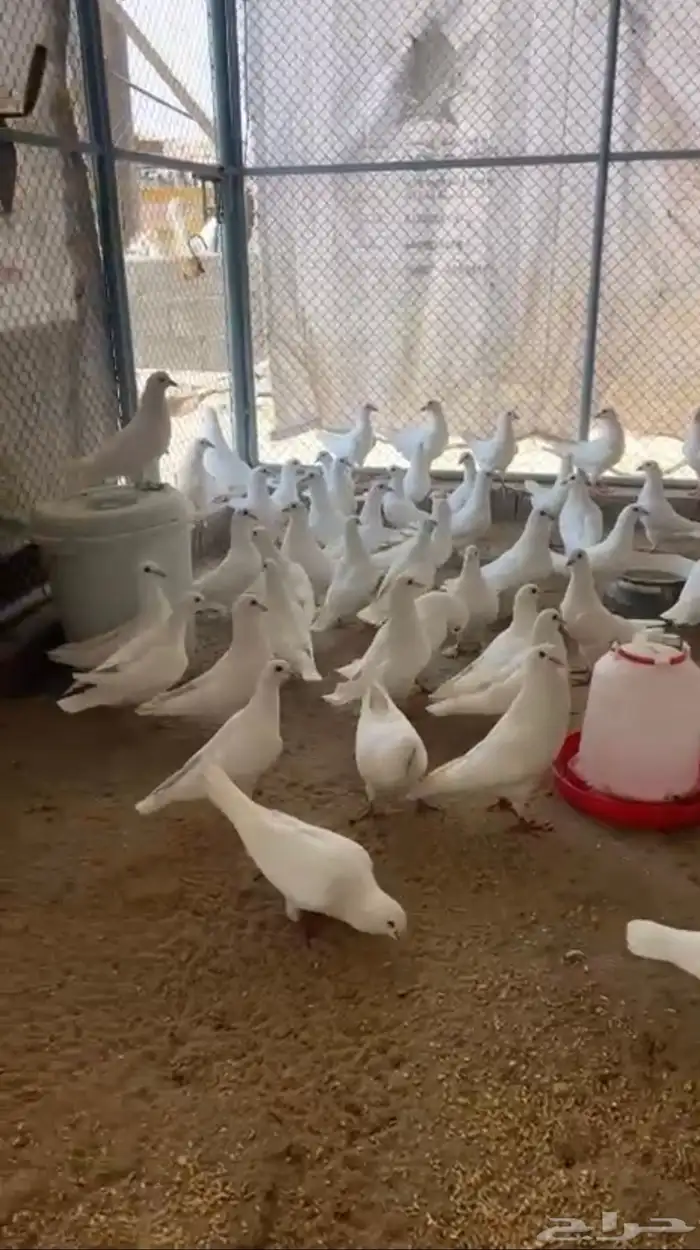 حمام فرنسي عشه وحده كفو 0