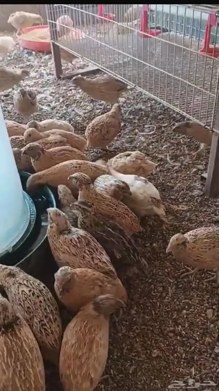 طيور سمان سوبر جامبو منتجه 0