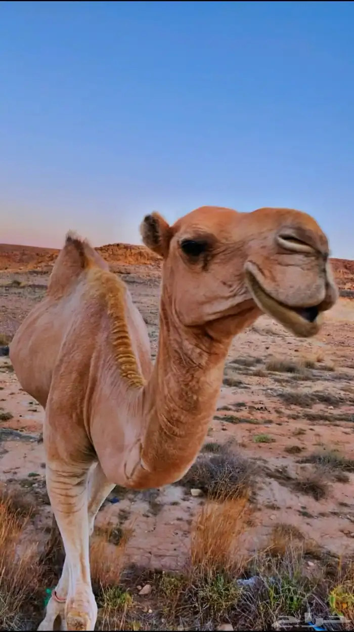 للبيع 0