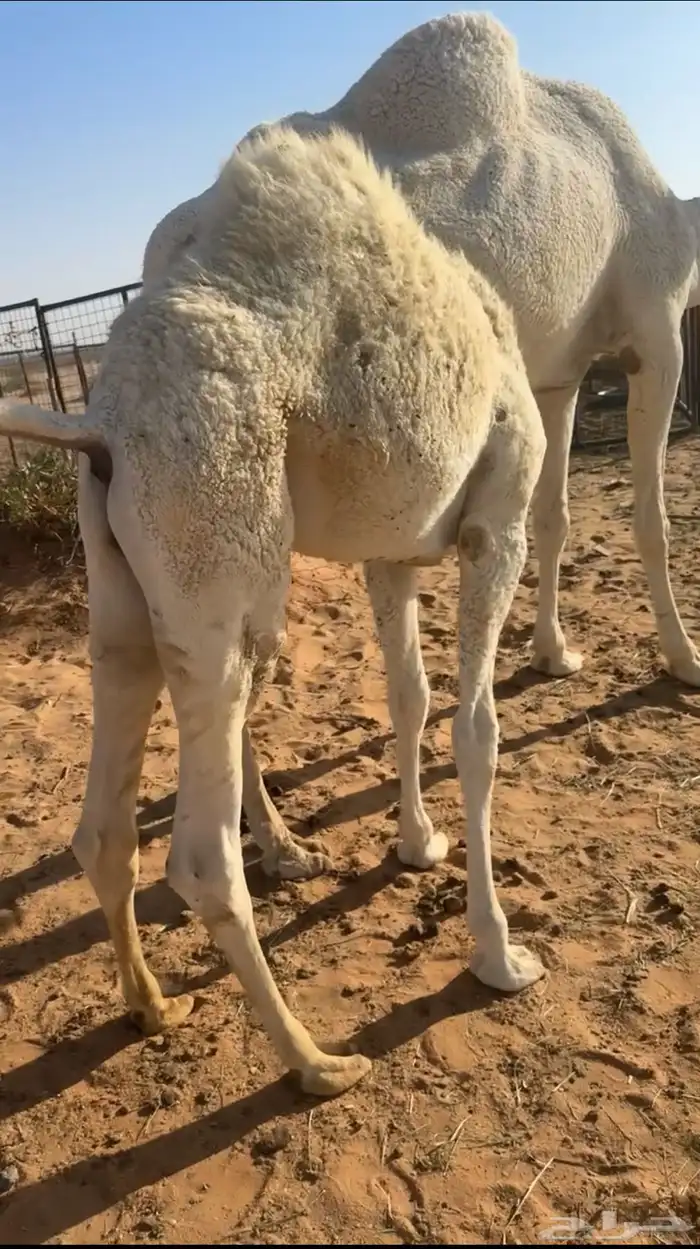 قعودين لبيع 2