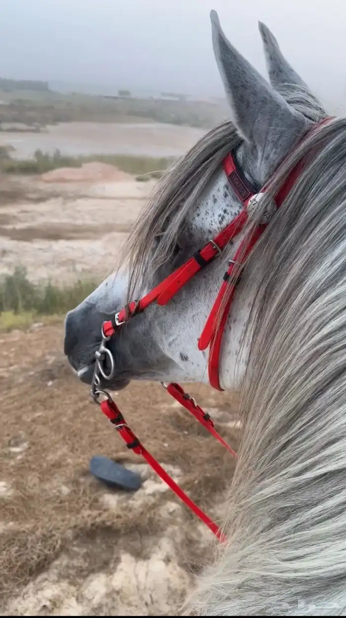 مربط ر وح الفروسية للخيل 1