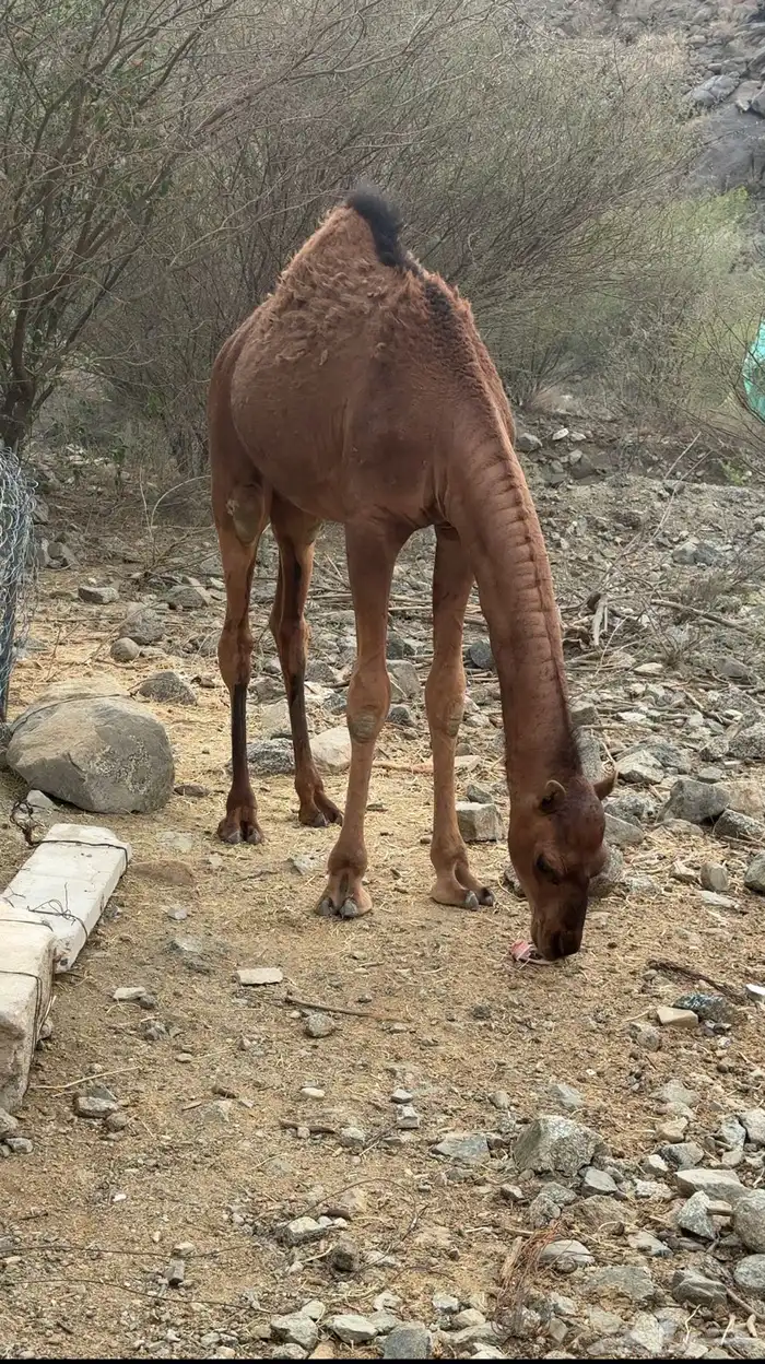 بعير ساحلي احمر دم 6
