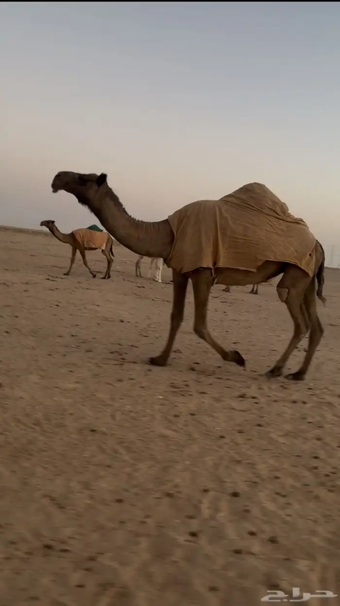 ناقه حايل 0