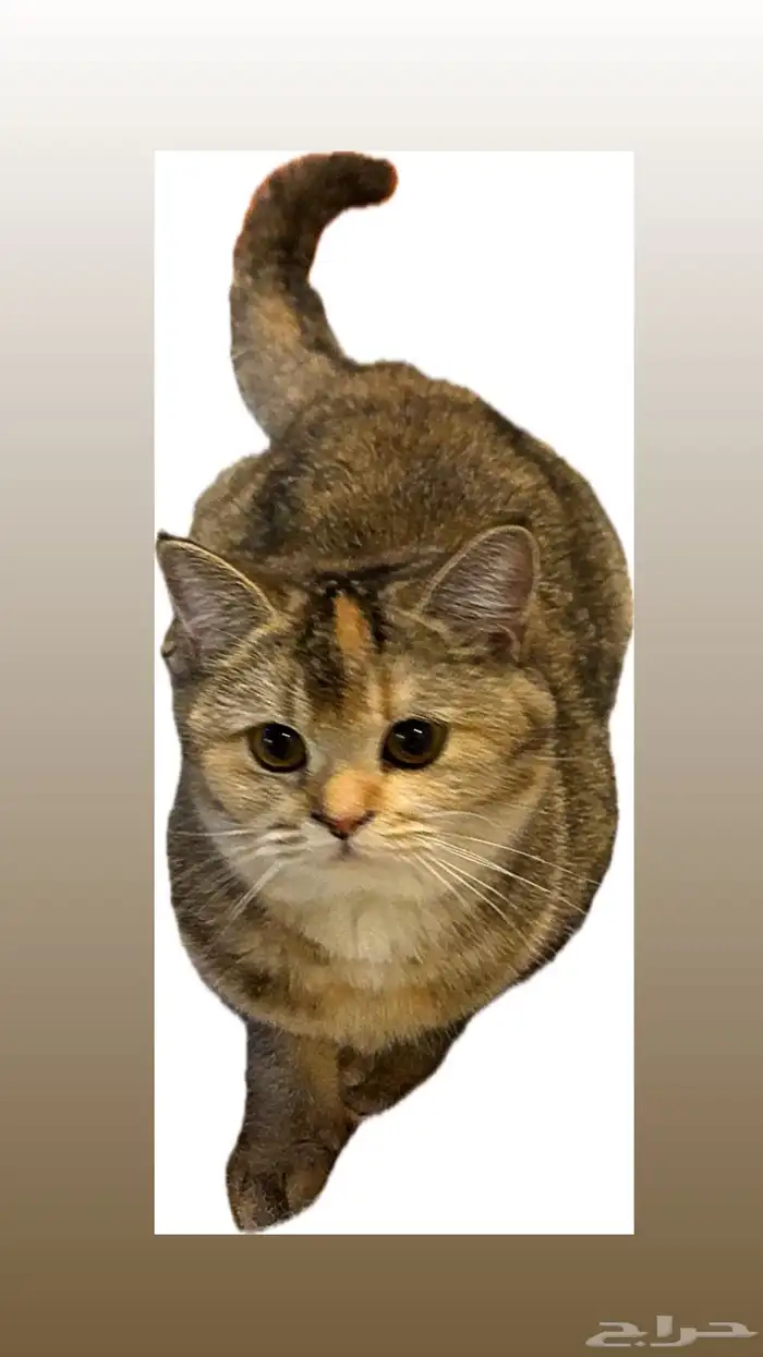 سكوتش استريت 0