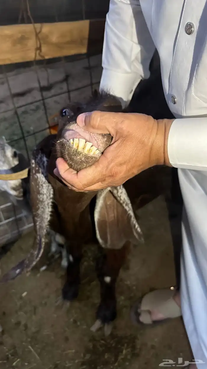 عنز شاميه مضرع ومعها جفرة للبيع 2