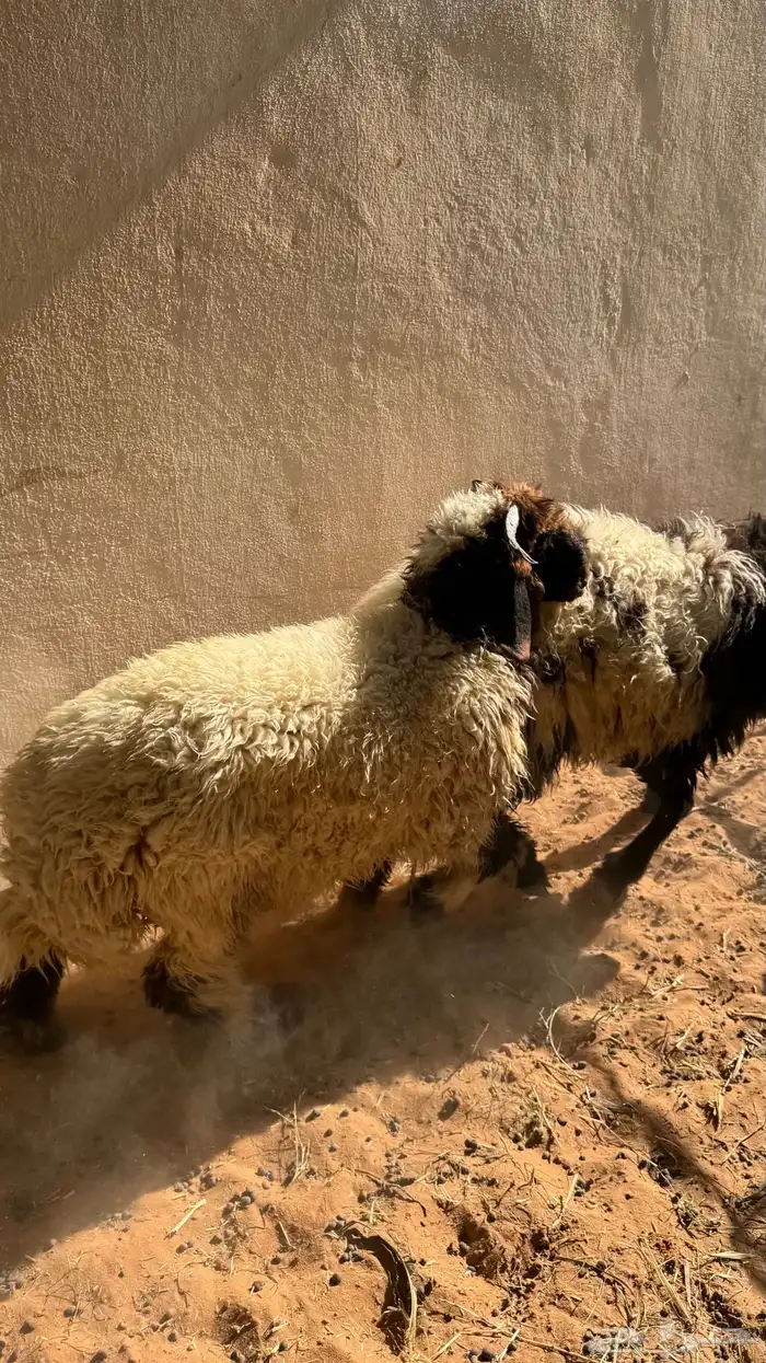 طليان نعيمي 11