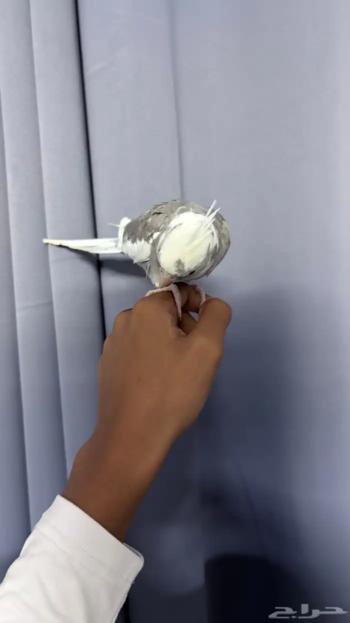 طيور كراون هولندي 3