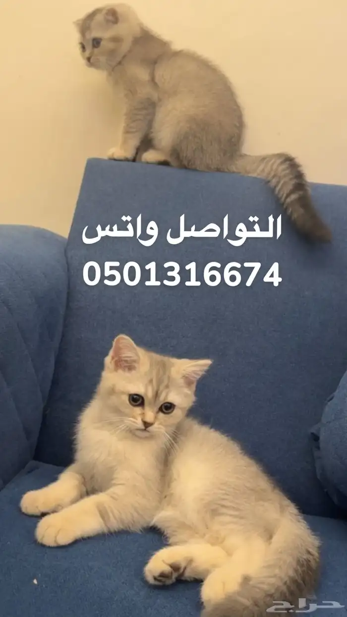 قطط سكوتش فولد   ستريت 0
