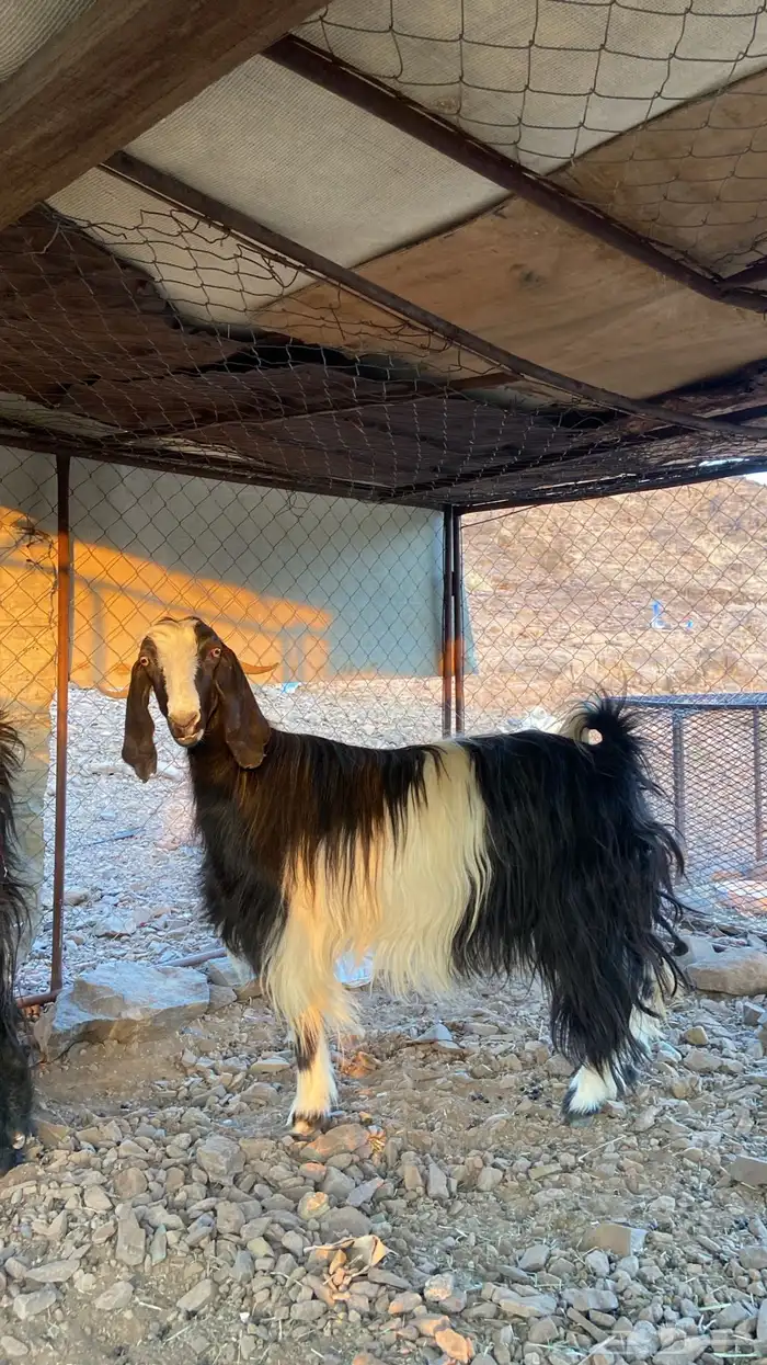 معزا 0