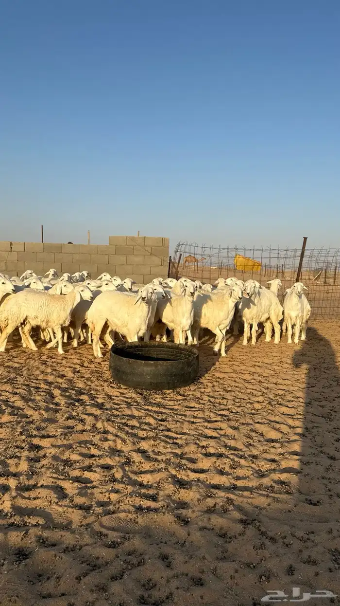 رخال حريات جذعات منوة مدورين الزين 12