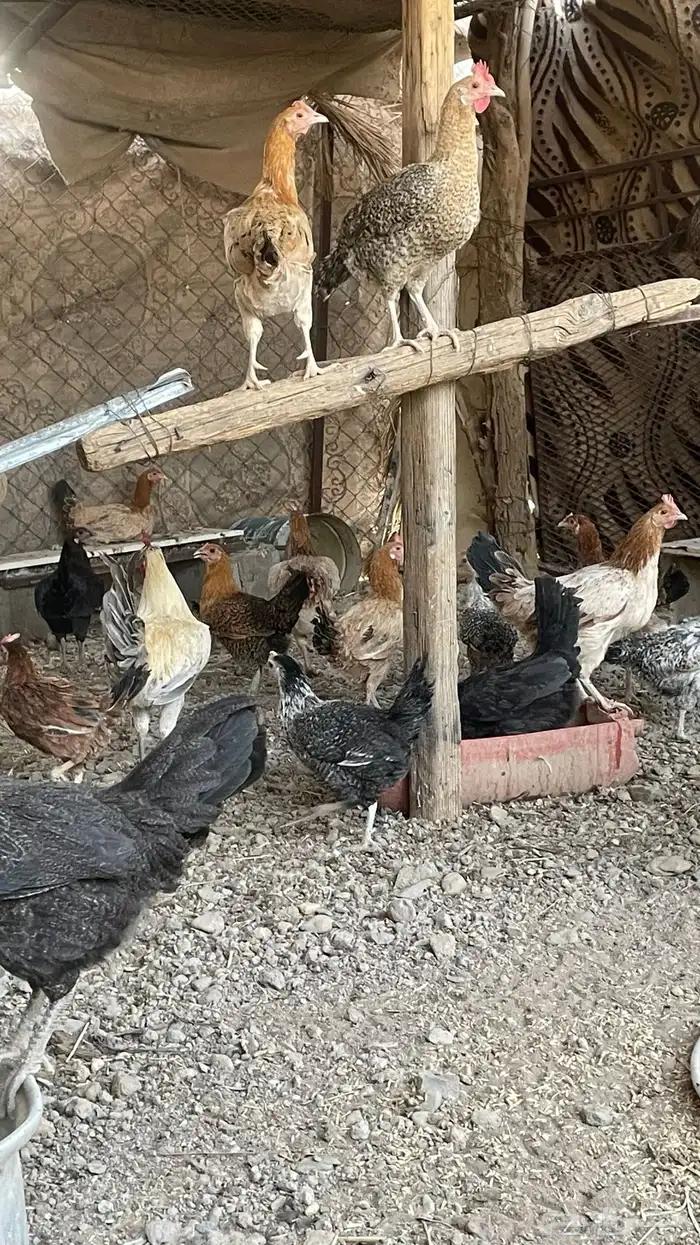 دجاج بلدي 5