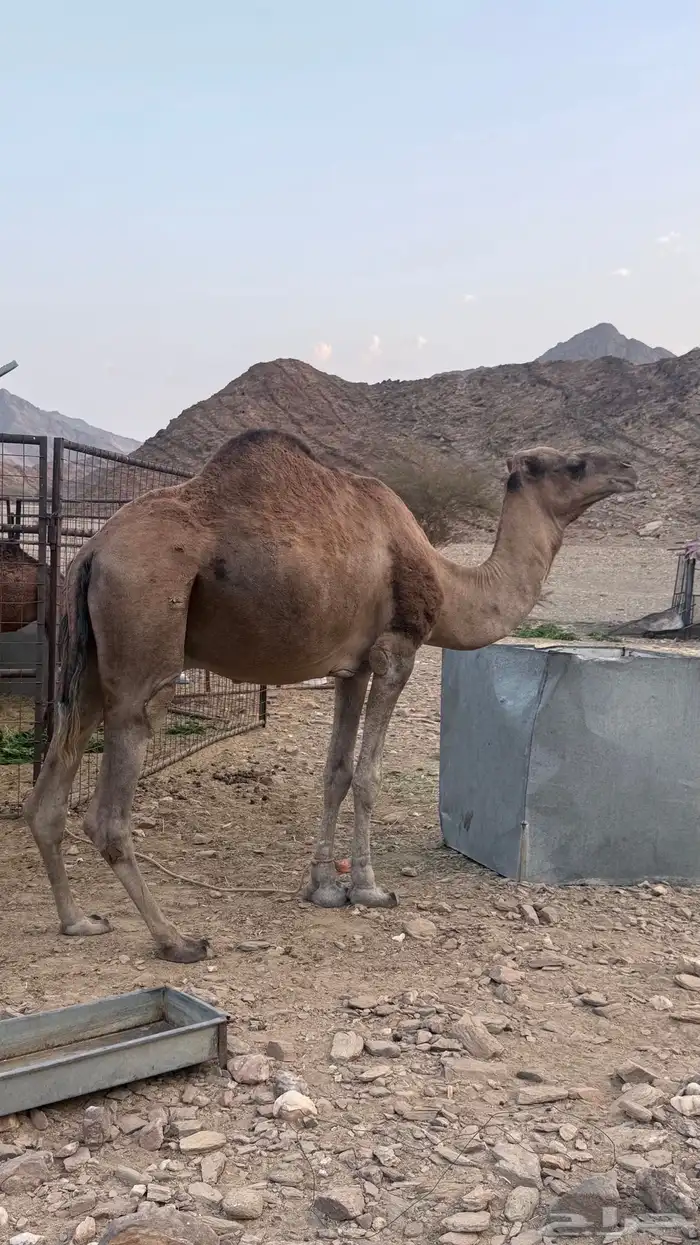جمل احمر طيب 0
