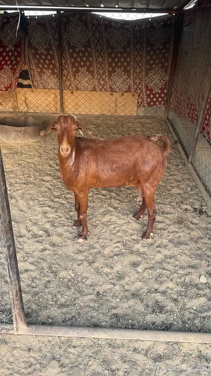 عنز حاصب للبيع. 3