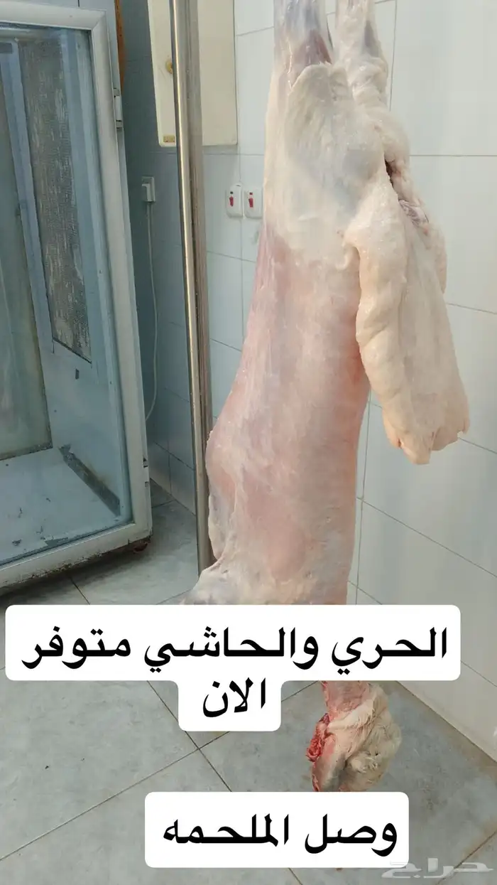 حاشي فاخر 1