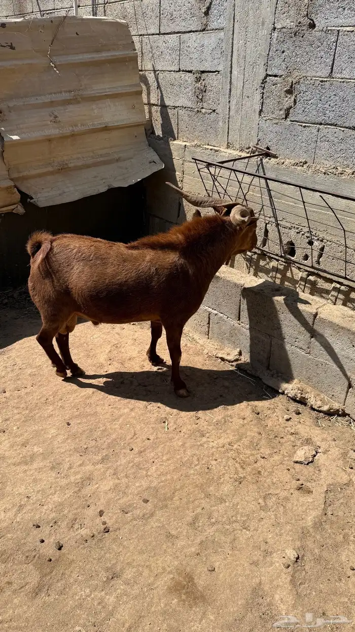 تيس فحل للبيع 0