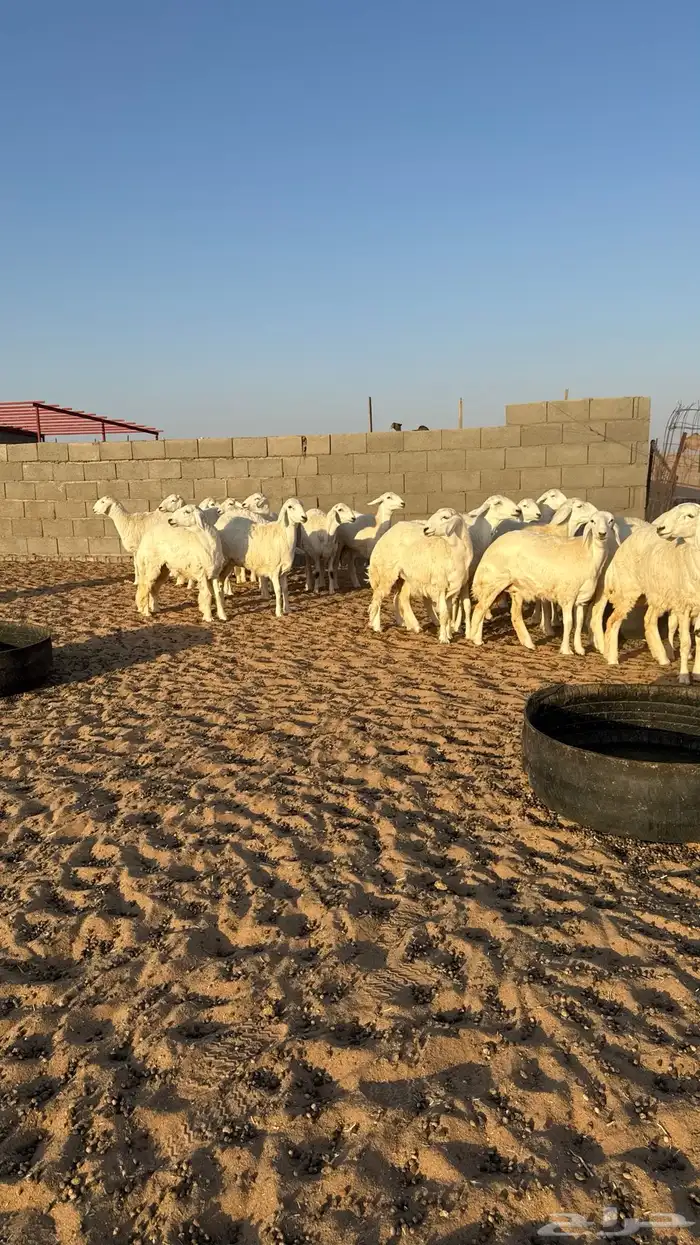 رخال حريات جذعات منوة مدورين الزين 16