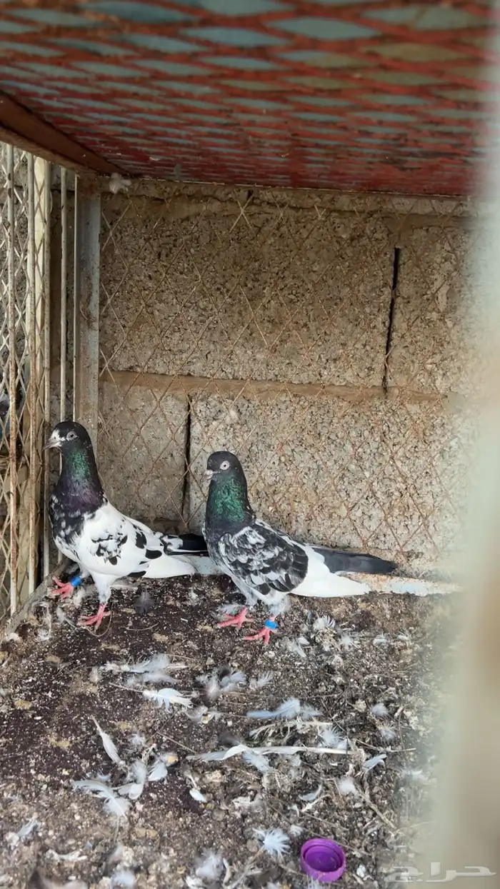 جوز رام بطل 0