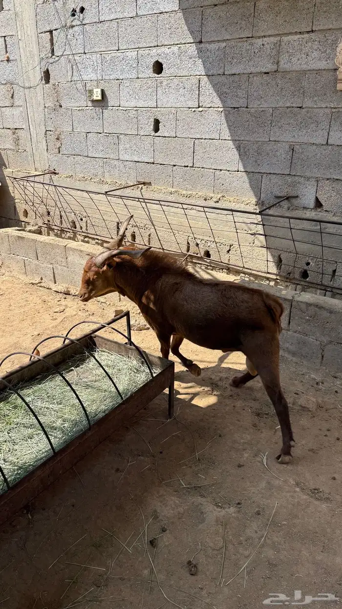 تيس فحل للبيع 5