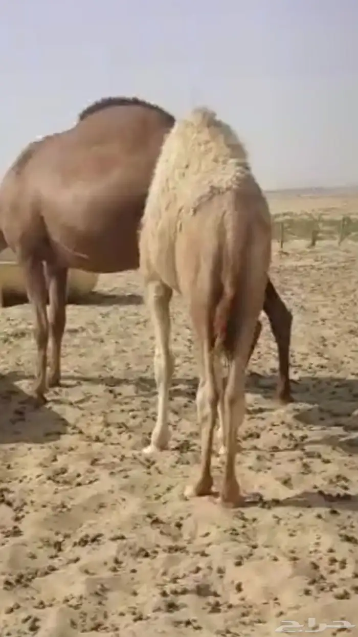 (للبيع قعود فاخر العمر ثمان شهور على حليب امه ) 0
